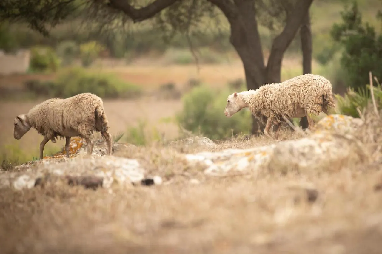 Farm stay Agroturisme S' Horta Villa Capdepera